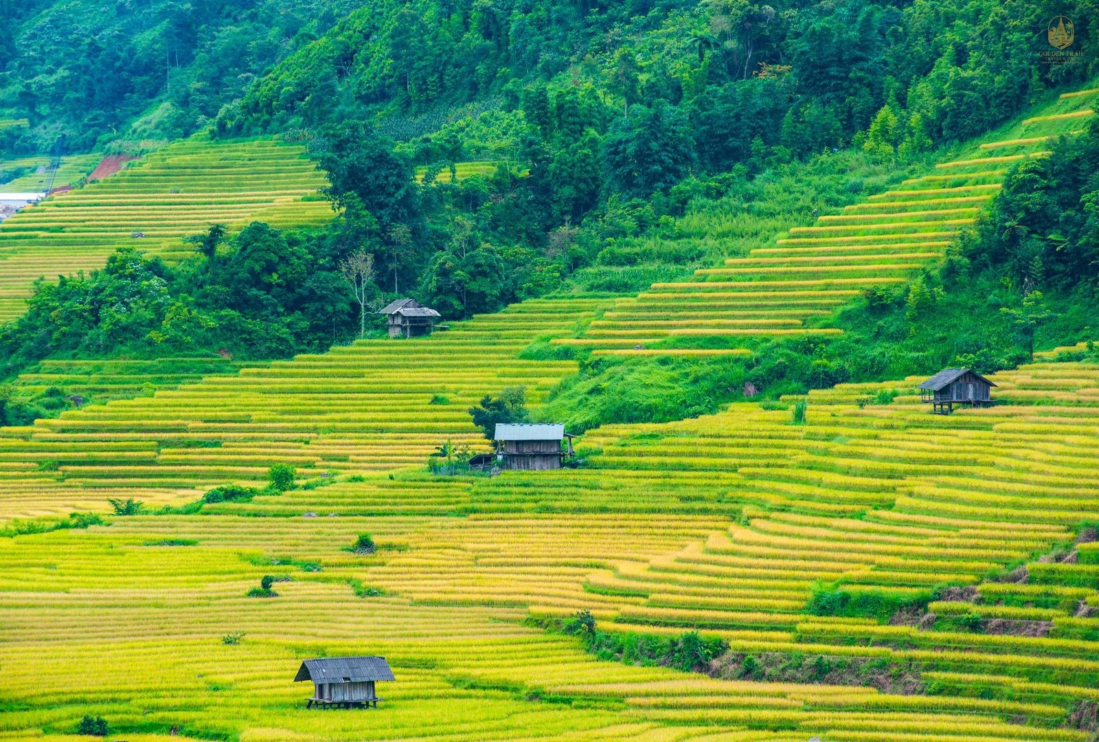 Y Tý Golden Season Discovery Tour 3 Days: Explore the Golden Rice Terraces of Vietnam